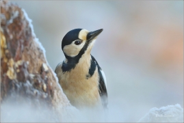 <p>STRAKAPOUD VELKÝ (Dendrocopos major) - /Great spotted woodpecker – Buntspecht/
</p>