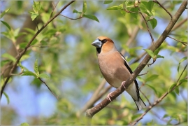 <p>DLASK TLUSTOZOBÝ (Coccothraustes coccothraustes) Šluknovsko - Jiříkov ---- /Hawfinch - Kernbeißer/</p>