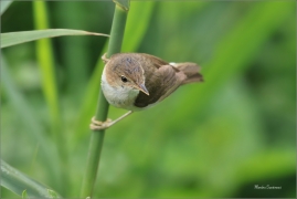<p>RÁKOSNÍK OBECNÝ (Acrocephalus scirpaceus) - jižní Morava ---- /Eurasian reed warbler – Teichrohrsänger/</p>