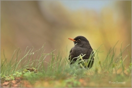 <p>KOS ČERNÝ (Turdus merula) ---- /Common blackbird - Amsel/</p>
