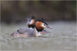 <p>POTÁPKA ROHÁČ (Podiceps cristatus) Varnsdorf ----- /Great grested grebe – Haubentaucher/</p>