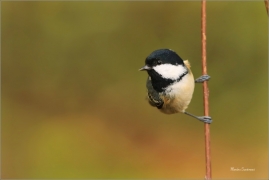 <p>SÝKORA UHELNÍČEK (Periparus ater) ---- /Coal tit - Tannenmeise/</p>