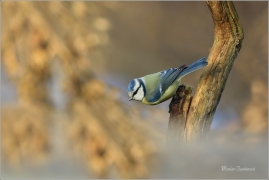 <p>SÝKORA MODŘINKA (Cyanistes caeruleus) ---- /Eurasian blue tit - Blaumeise/</p>