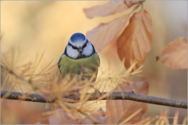 <p>SÝKORA MODŘINKA (Cyanistes caeruleus) ---- /Eurasian blue tit - Blaumeise/</p>