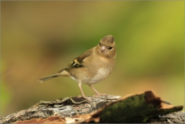 <p>PĚNKAVA OBECNÁ (Fringilla coelebs) Šluknovsko ----- /Common chaffinch - Buchfink/</p>