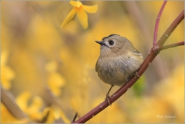 <p>KRÁLÍČEK OBECNÝ (Regulus regulus) Šluknovsko - Jiříkov /Goldcrest - Wintergoldhähnchen/</p>