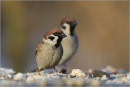 <p>VRABEC POLNÍ (Passer montanus) /Eurasian tree sparrow -Feldsperling/</p>