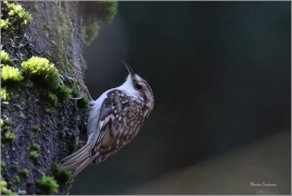 <p>ŠOUPÁLEK DLOUHOPRSTÝ (Certhia familiaris) Šluknovsko-Jiříkov ---– /Eurasian treecreeper – Waldbaumläufer/</p>