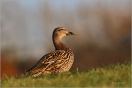 <p>KACHNA DIVOKÁ (Anas platyrhynchos) /Mallard - Stockente/</p>