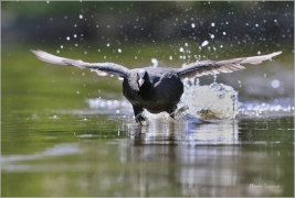 <p>LYSKA ČERNÁ (Fulica atra) - Praha, Stromovka ---- /Eurasian coot - Blässhunh/</p>