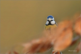 <p>SÝKORA MODŘINKA (Cyanistes caeruleus) ---- /Eurasian blue tit - Blaumeise/</p>