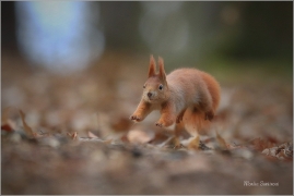 <p>VEVERKA OBECNÁ (Sciurus vulgaris) ---- /Red squirrel - Eichhörnchen/</p>