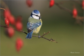 <p>SÝKORA MODŘINKA (Cyanistes caeruleus) ---- /Eurasian blue tit - Blaumeise/</p>