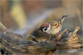 <p>VRABEC POLNÍ (Passer montanus) /Eurasian tree sparrow -Feldsperling/</p>