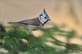<p>SÝKORA PARUKÁŘKA - Šluknovsko - okolí Jiříkova (Lophophanes cristatus) ---- /Crested tit - Haubenmeise/</p>