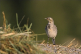 <p>KONIPAS BÍLÝ (Motacilla alba) /White wagtail - Bachstelze/</p>