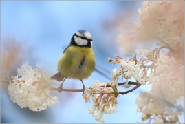 <p>SÝKORA MODŘINKA (Cyanistes caeruleus) ---- /Eurasian blue tit - Blaumeise/</p>