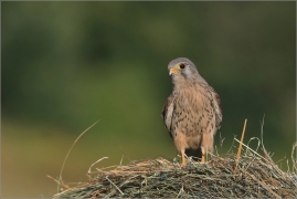 <p>POŠTOLKA OBECNÁ (Falco tinnunculus) Šluknovsko-Jiřkov ---- /Common kestrel - Turmfalke/</p>