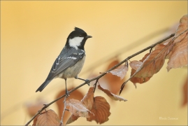 <p>SÝKORA UHELNÍČEK (Periparus ater) ---- /Coal tit - Tannenmeise/</p>