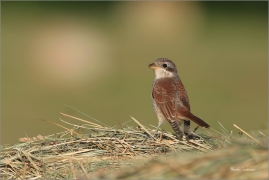 <p>ŤUHÝK OBECNÝ (Lanius collurio) Šluknovsko-Jiřkov ---- /Red-backed shrike - Neuntöter/</p>