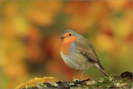 <p>ČERVENKA OBECNÁ (Erithacus rubecula) ------- /European robin - Rotkehlchen</p>