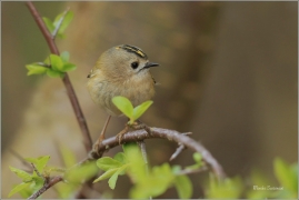 <p>KRÁLÍČEK OBECNÝ (Regulus regulus) Šluknovsko - Jiříkov /Goldcrest - Wintergoldhähnchen/</p>