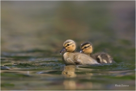 <p>KACHNA DIVOKÁ (Anas platyrhynchos) - Šluknov --- /Mallard - Stockente/</p>