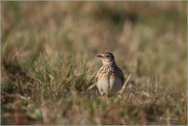 <p>SKŘIVAN POLNÍ (Alauda arvensis) - Šluknovsko, Jiříkov ---- /Eurasian skylark - Feldlerche/</p>