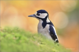 <p>STRAKAPOUD VELKÝ (Dendrocopos major) - /Great spotted woodpecker – Buntspecht/
</p>