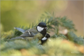 <p>SÝKORA KOŇADRA (Parus major) ------- /Great tit - Kohlmeise/</p>
