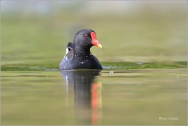 <p>SLÍPKA ZELENONOHÁ (Gallinula chloropus) Praha, Stromovka --- /Common moorhen - Teichralle/</p>