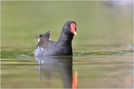 <p>SLÍPKA ZELENONOHÁ (Gallinula chloropus) Praha, Stromovka --- /Common moorhen - Teichralle/</p>