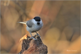 <p>SÝKORA BABKA ( Parus palustris) ---- /Marsh tit - Supfmeise/</p>