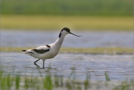 <p>TENKOZOBEC OPAČNÝ (Recurvirostra avosetta) jižní Morava ---- /Pied avocet - Säbelschnäbler/</p>