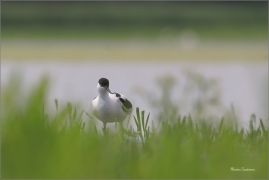 <p>TENKOZOBEC OPAČNÝ (Recurvirostra avosetta) jižní Morava ---- /Pied avocet - Säbelschnäbler/</p>