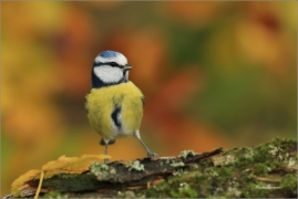 <p>SÝKORA MODŘINKA (Cyanistes caeruleus) ---- /Eurasian blue tit - Blaumeise/</p>