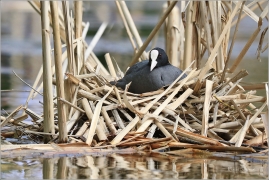 <p>LYSKA ČERNÁ (Fulica atra) - Praha, Stromovka ---- /Eurasian coot - Blässhunh/</p>