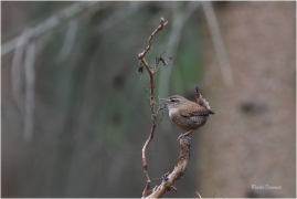 <p>STŘÍZLÍK OBECNÝ (Troglodytes troglodytes) - Šluknovsko - Harta --- /Eurasian wren - Zaunköking/</p>