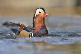 <p>KACHNIČKA MANDARÍNSKÁ (Aix galericulata) Varnsdorf ----- /Mandarin duck - Mandarinente/</p>