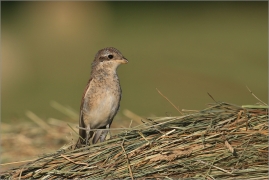 <p>ŤUHÝK OBECNÝ (Lanius collurio) Šluknovsko-Jiřkov ---- /Red-backed shrike - Neuntöter/</p>