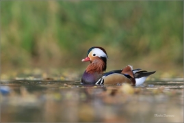 <p>KACHNIČKA MANDARÍNSKÁ (Aix galericulata) Varnsdorf ----- /Mandarin duck - Mandarinente/</p>