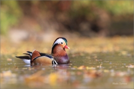 <p>KACHNIČKA MANDARÍNSKÁ (Aix galericulata) Varnsdorf ----- /Mandarin duck - Mandarinente/</p>