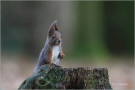 <p>VEVERKA OBECNÁ (Sciurus vulgaris) ---- /Red squirrel - Eichhörnchen/</p>