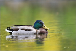 <p>KACHNA DIVOKÁ (Anas platyrhynchos) - Šluknov --- /Mallard - Stockente/</p>