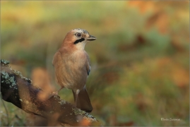 <p>SOJKA OBECNÁ (Garrulus glandarius) Šluknovsko - Jiříkov ---- /Eurasian jay - Eichelhäher/</p>