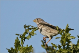 <p>STRNAD LUČNÍ (Emberiza calandra) Šluknovsko -JHiříkov ----- /Corn bunting – Grauammer/</p>