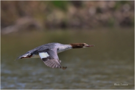 <p>MORČÁK VELKÝ (Mergus merganser) - Varnsdorf-Kočka ---- /Common mersanger - Gänsesänger/</p>