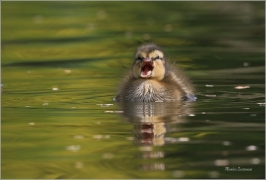 <p>KACHNA DIVOKÁ (Anas platyrhynchos) - Šluknov --- /Mallard - Stockente/</p>
