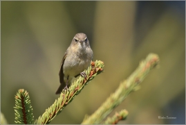 <p>BUDNÍČEK MENŠÍ (Phylloscopus collybita) /Common chiffchaff – Zilpzalp/</p>