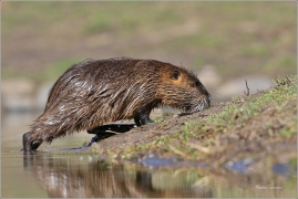 <p>NUTRIE ŘÍČNÍ (Myocastor coypus) M. Boleslav ---- /Coypu- Nutria/</p>